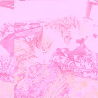 گربه خانگی|گربه|ارومیه, |دیوار