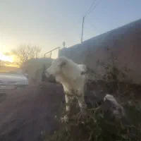 سگ  نه ماهه|سگ|فیروزه, |دیوار