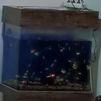 آکواریوم شیشه خم فوری زیر قیمت