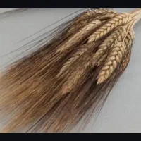 گندم گل رش