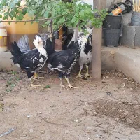 مرغ وخروس گلین لری|حیوانات مزرعه|شیراز, حومه شیراز|دیوار