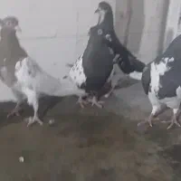 کفتر بهبونی شهری  کله سینه