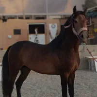 مجموعه سوارکاری اسپادانا