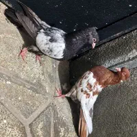 دو عدد کفتر یکی سینه سیاه و یکی سینه سرخ