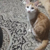 گربه dsh  گمشده  خیابان توکلی