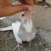 طوقی|پرنده|کاکاوند, |دیوار