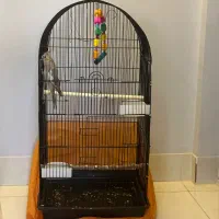 عروس هلندی دستی|پرنده|قم, پردیسان|دیوار