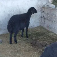 دوتا گوسفند دامازلخ درجه یک