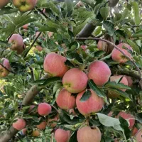 فروش یکجای محصولات باغ سیب در سایان