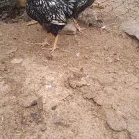 دوعدد ویاندوت سیلور اصل