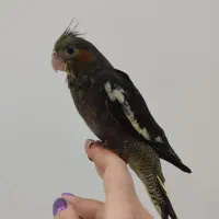 جوجه ۴۰ روزه عروس هلندی نرم خور شده