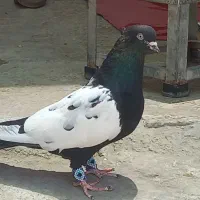 فروش