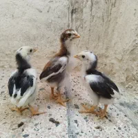 سه عدد جوجه لاری طلا ۱۵روزه روزه|حیوانات مزرعه|مشگین شهر, |دیوار