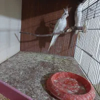 عروس ومرغ عشق