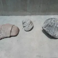 فسیل