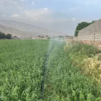 یونجه
