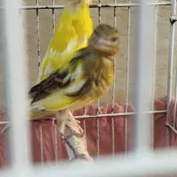 قناری نر مست|پرنده|بهبهان, |دیوار