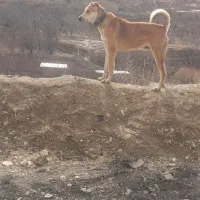 سگ‌گله