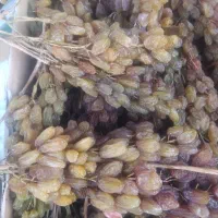 کشمش اشغار