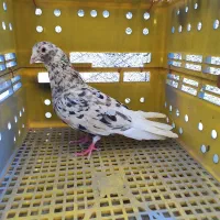 کفتر