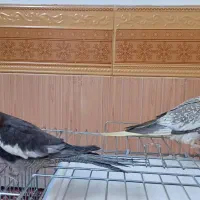 فروش یک جفت عروس هلندی|پرنده|درگزین, |دیوار