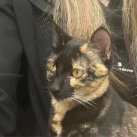 واگذاری گربه دختر فقط به افراد متعهد|گربه|رشت, کاکتوس|دیوار