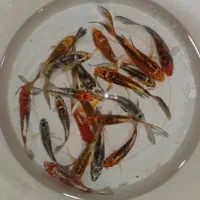 تایگر بارب بالن رنگی
