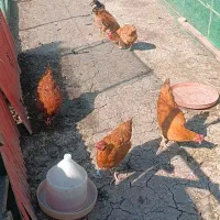 خروس و مرغ سالم