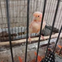 قناری ماده عالی فروشی1900|پرنده|نهبندان, |دیوار