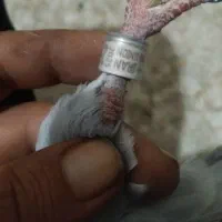 پلکی|پرنده|قوچان, |دیوار
