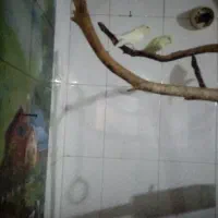 6عدد مرغ عشق|پرنده|شاهرود, |دیوار