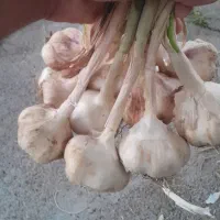 سیر