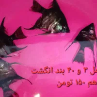 گوپی مولد و...|ماهی|چهاردانگه (تهران), |دیوار