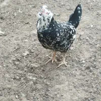 مرغ خروس گلین چهل تاج ریشو|حیوانات مزرعه|ری, علایین|دیوار