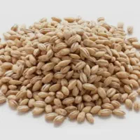 بذر چغندروکودکشاورزی