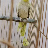 عروس هلندی|پرنده|خوی, |دیوار