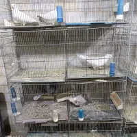 دو عدد قفس 8خان معمولی فروشی