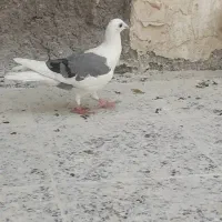 دوکتی|پرنده|شوشتر, |دیوار