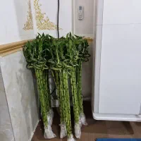 بامبو جوانه ارتفاع بالای یک متر و بیست سانت