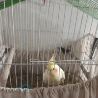 جفت عروس هلندی