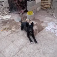 سگ خارجی|سگ|خرمشهر, |دیوار