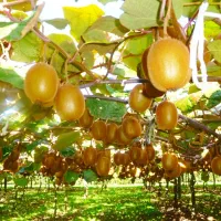 باغ-کیوی3هکتاری-مکانیزه-محصور-بابنای-تریبلکس