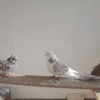 کفتر پرشی|پرنده|فردیس, شهرک ناز|دیوار