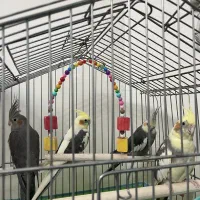 فروش عروس هلندی