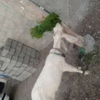 بز گلابوک|حیوانات مزرعه|ایرانشهر, |دیوار