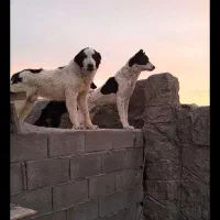 سگ نگهبان|سگ|فولادشهر, فولادشهر|دیوار