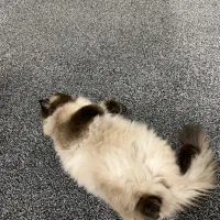 واگزاری گوربه پرشین اصیل با وسایل کامل|گربه|ایذه, |دیوار