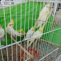 قناری عروس دستی|پرنده|مشهد, نظام دوست|دیوار