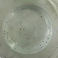 ماهی های اکواریومی گوپی|ماهی|اصفهان, همدانیان|دیوار