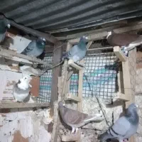 کبوتر المانی|پرنده|گرگان, |دیوار